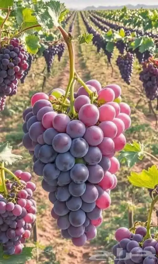 فواكه الطائف 7