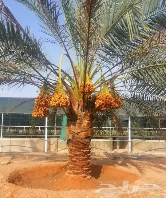 نخل مثمر نقايل وجثايث نخل واشنطني واشنطونيا إخلاص سكري صقعي 2
