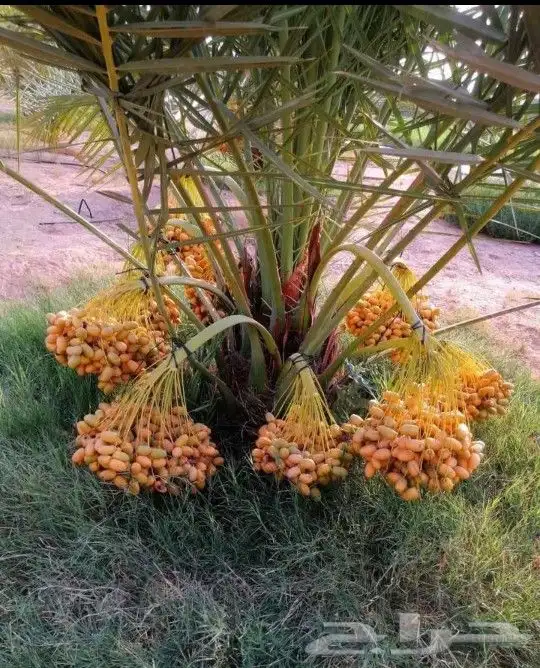 نخل مثمر نقايل وجثايث نخل واشنطني واشنطونيا إخلاص سكري صقعي 0