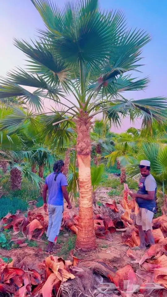 نخل مثمر نقايل وجثايث نخل واشنطني واشنطونيا إخلاص سكري صقعي 4