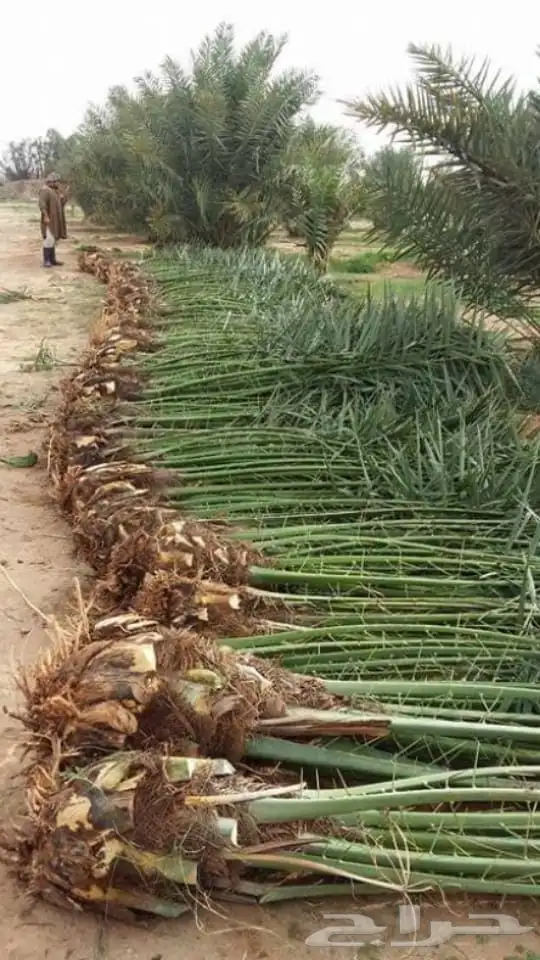 مقول نخل وشبوك مزارعه مستودعات 7