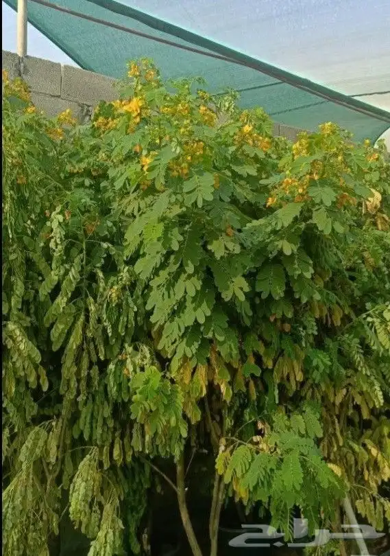 مزارع ومنسق حدائق 2