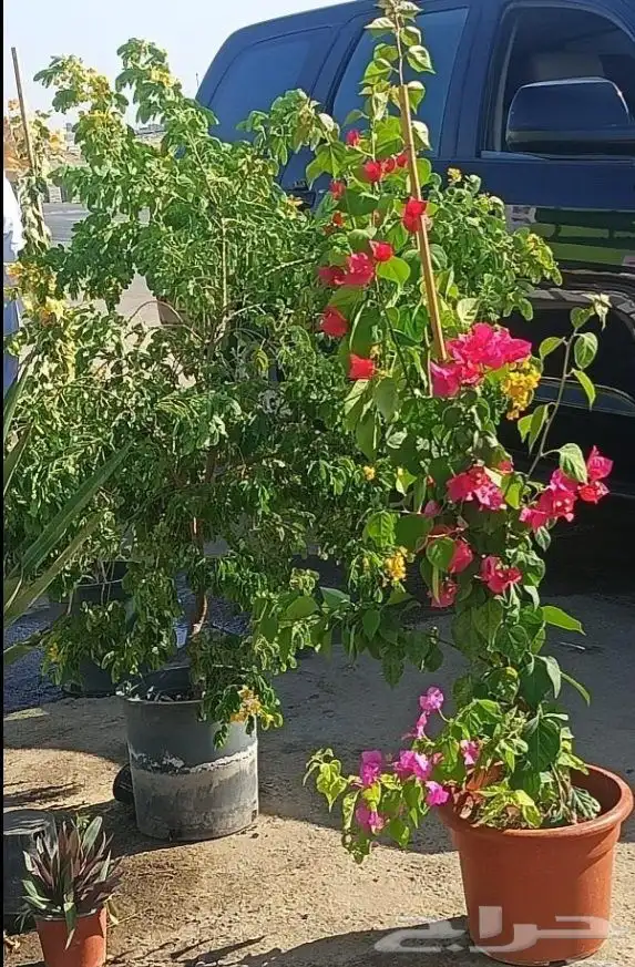 مزارع ومنسق حدائق 9