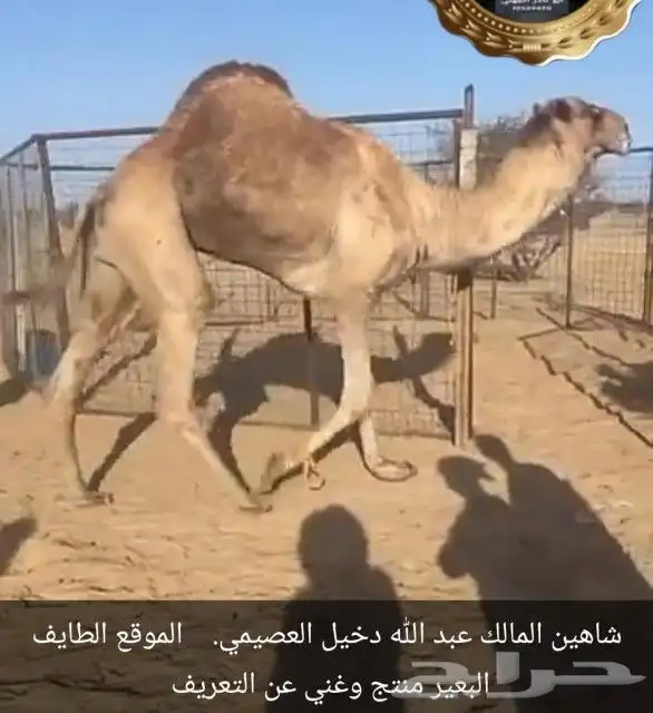 بكره سلالته فل 1