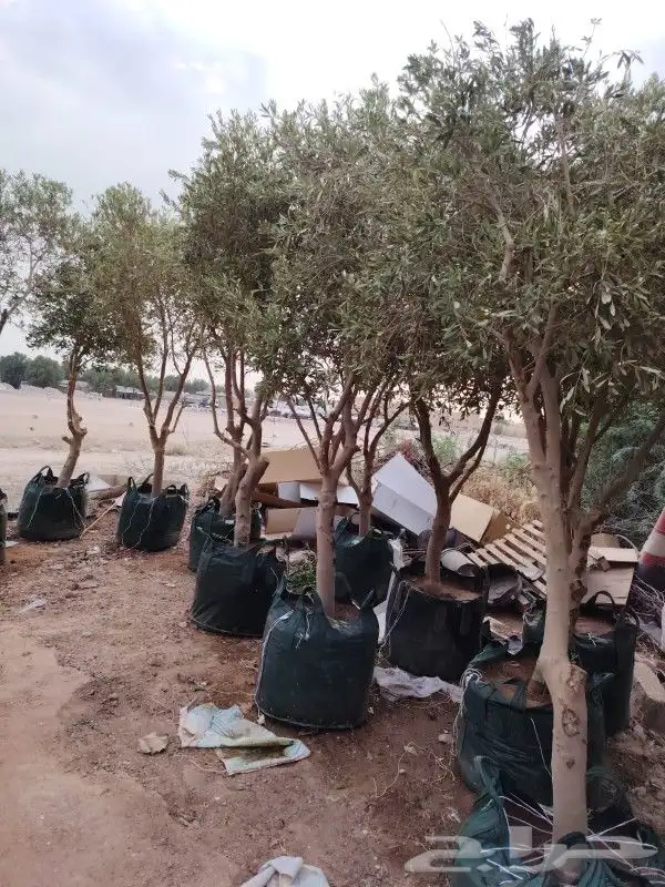 شجر زيتون نيبالي طيب درجه اولى 1