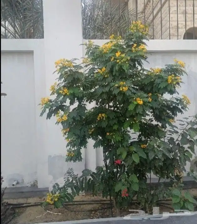 مزارع ومنسق حدائق 8