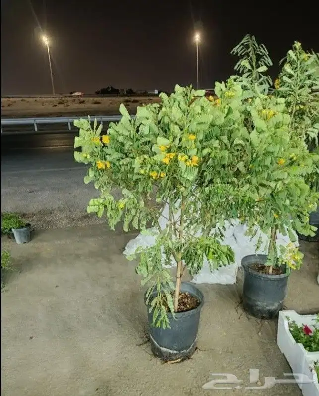 مزارع ومنسق حدائق 1