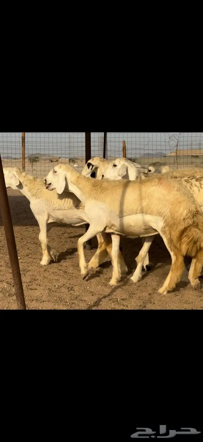 ما شاء الله وتبارك الله أعرض لكم غنم حريات رخال 8