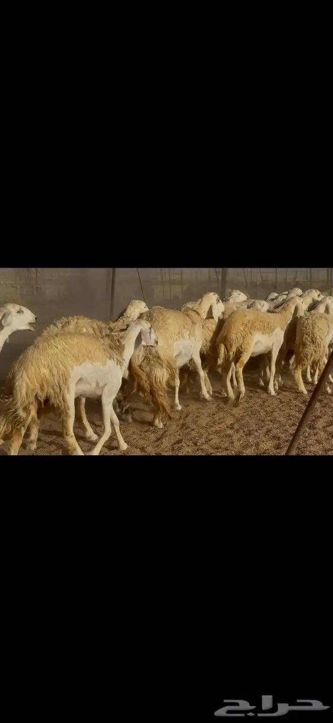 ما شاء الله وتبارك الله أعرض لكم غنم حريات رخال 0