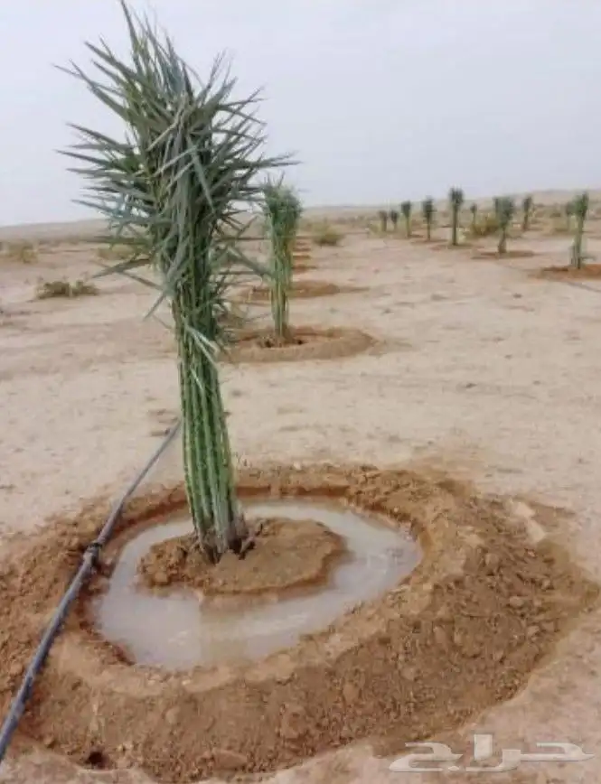 مقاول شبوك اشغل مزارع نخيل توريد وغرس وقلع 4