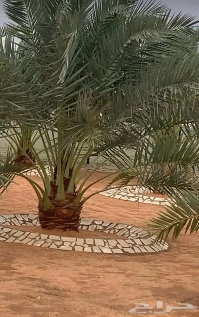 مقاول شبوك اشغل مزارع نخيل توريد وغرس وقلع 6