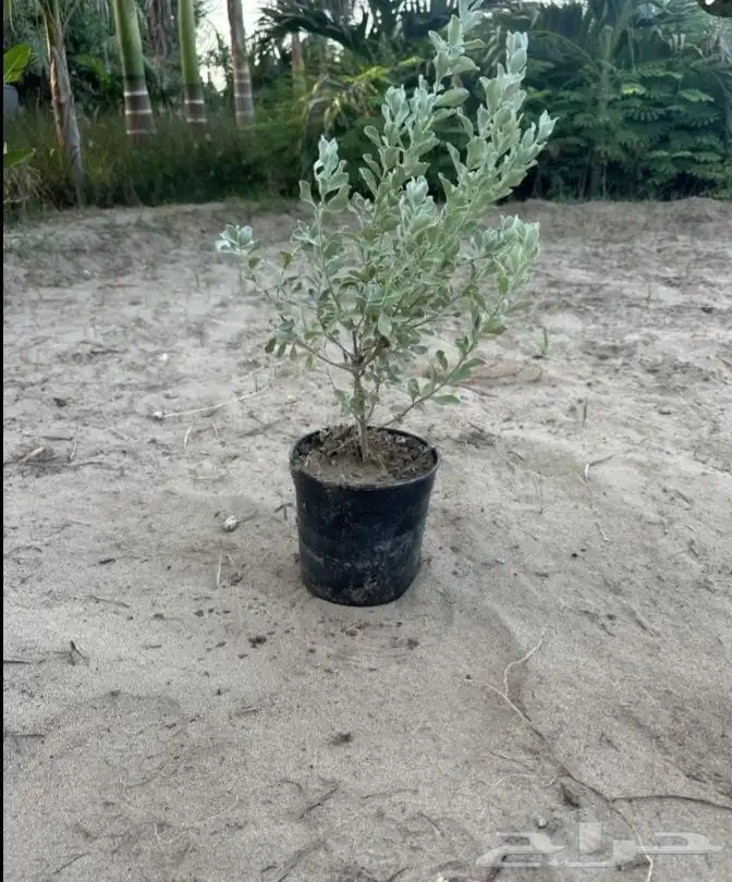 مزارع ومنسق حدائق 5