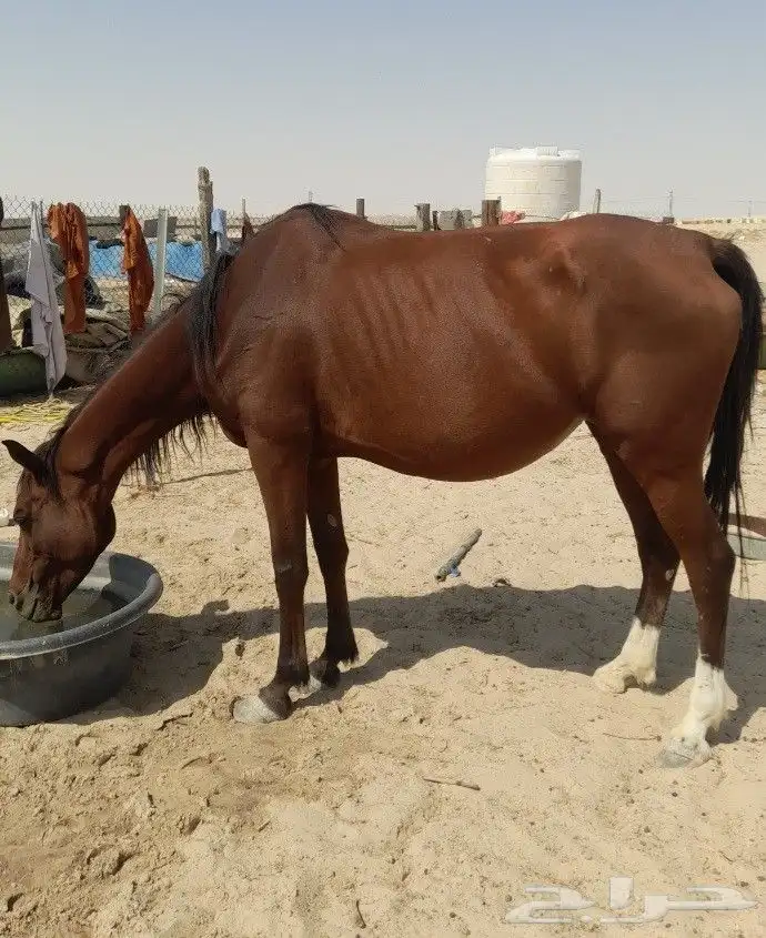 فرس تحتها مهره كبيره و لقاح ثقيل 0
