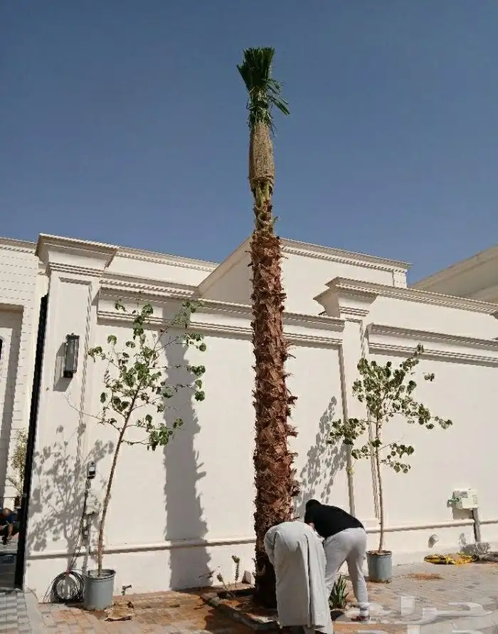 نخيل.واشنطنياء.للبيع 9