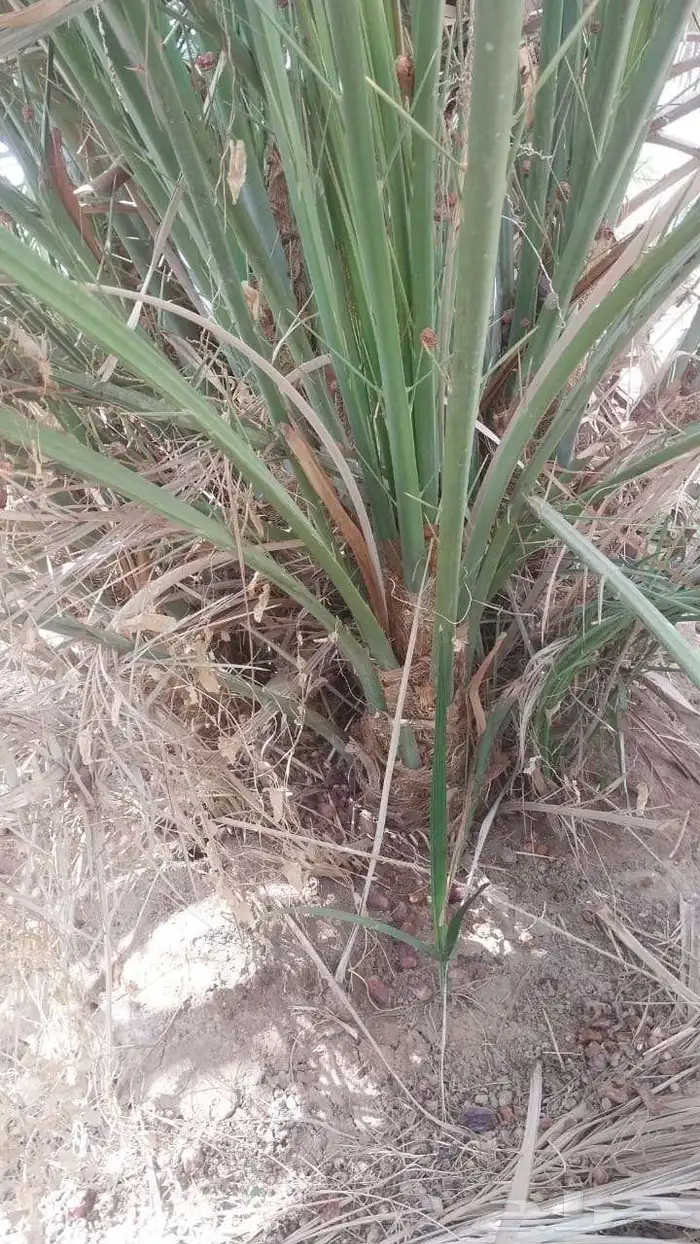 يوجد فروخ صقعي مجدول عجوه صفواي عنبر برني واصناف 3