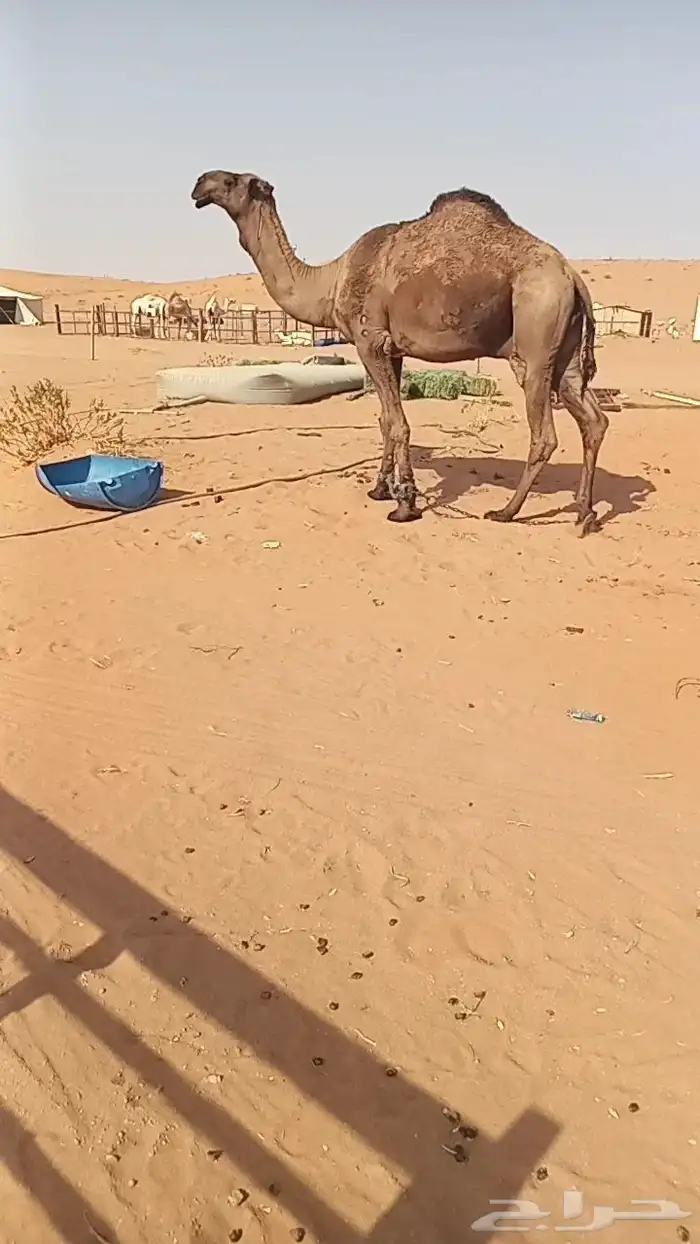 فحل اصفر 0