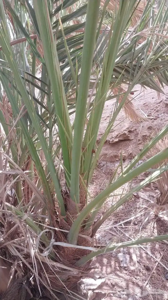 يوجد فروخ صقعي مجدول عجوه صفواي عنبر برني واصناف 1
