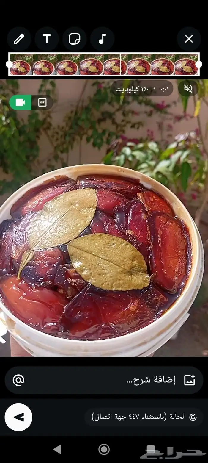 تمور صفري بيشة 4