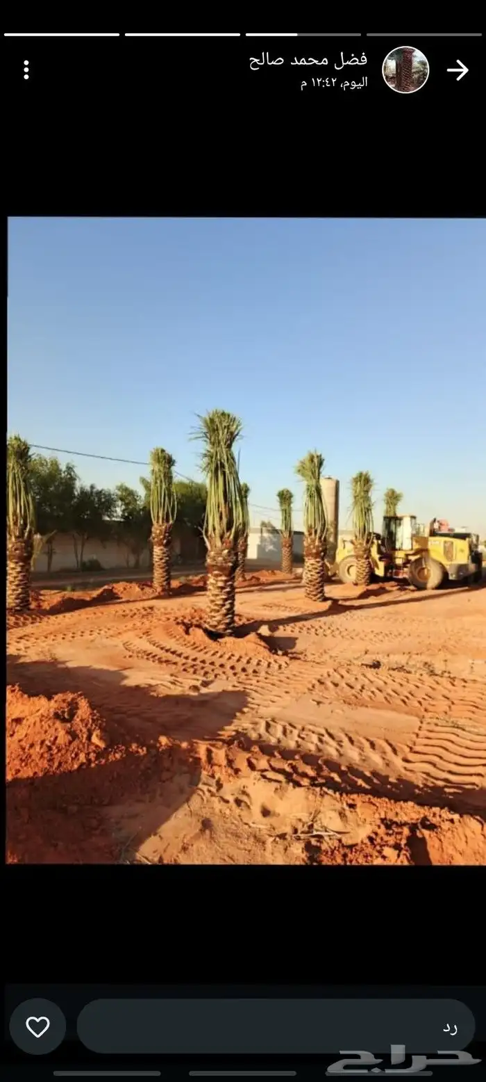 نخيل للبيع جميع الأنواع والمقاسات 4