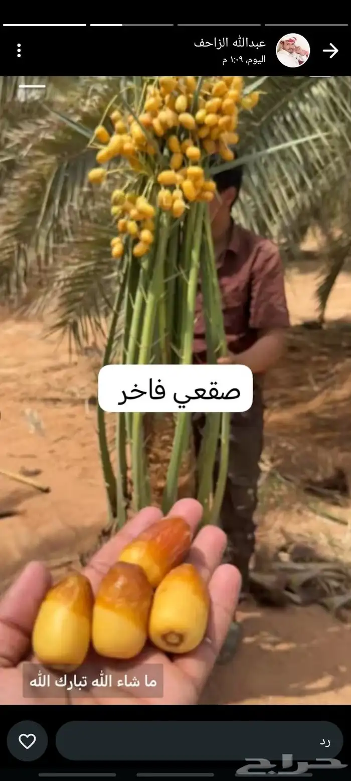 نخيل للبيع جميع الأنواع والمقاسات 0