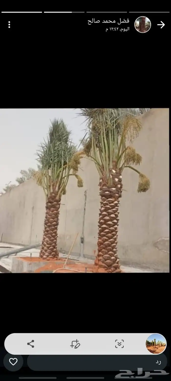 نخيل للبيع جميع الأنواع والمقاسات 1