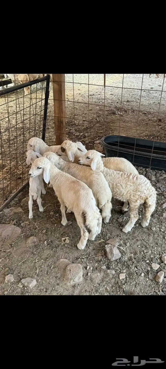 للبيع ضان حريات 7 تحتها 7 3