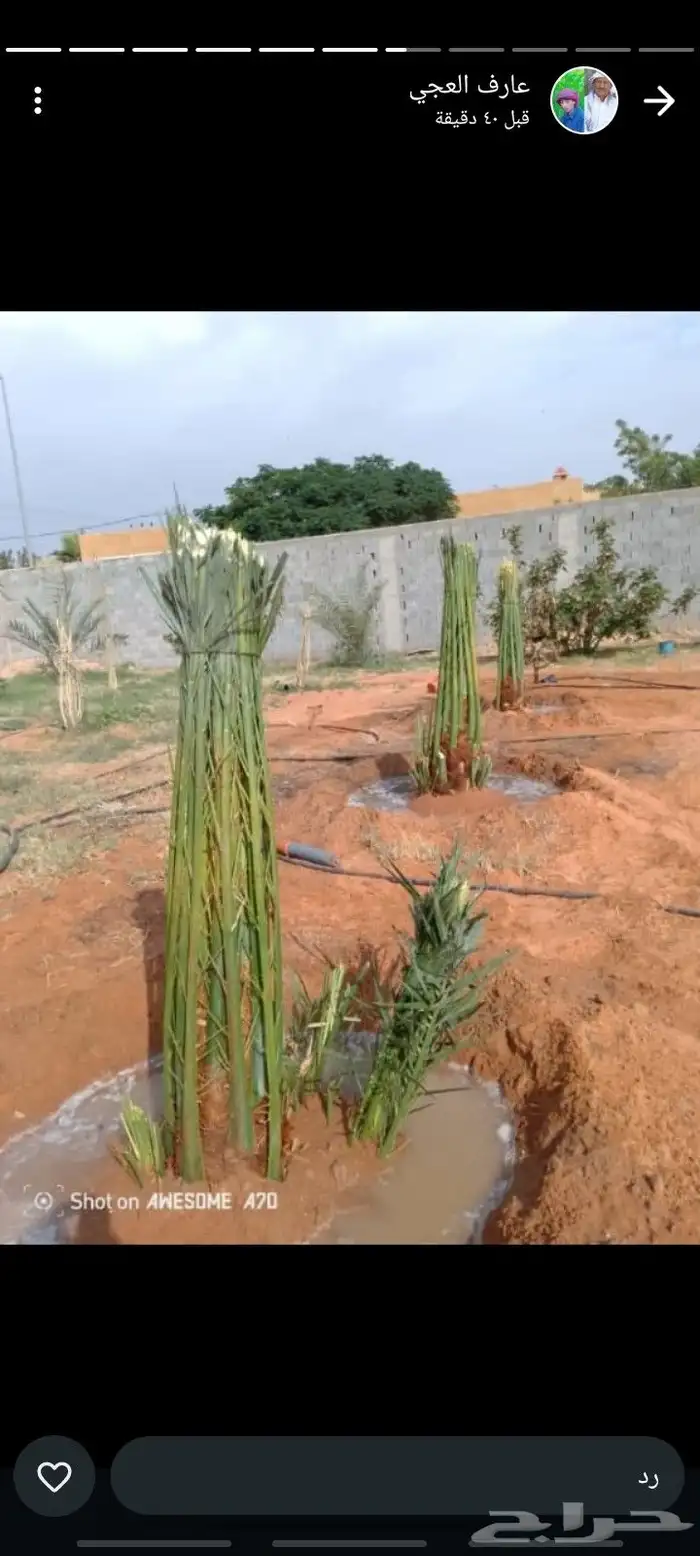 نخيل للبيع جميع الأنواع والمقاسات 2