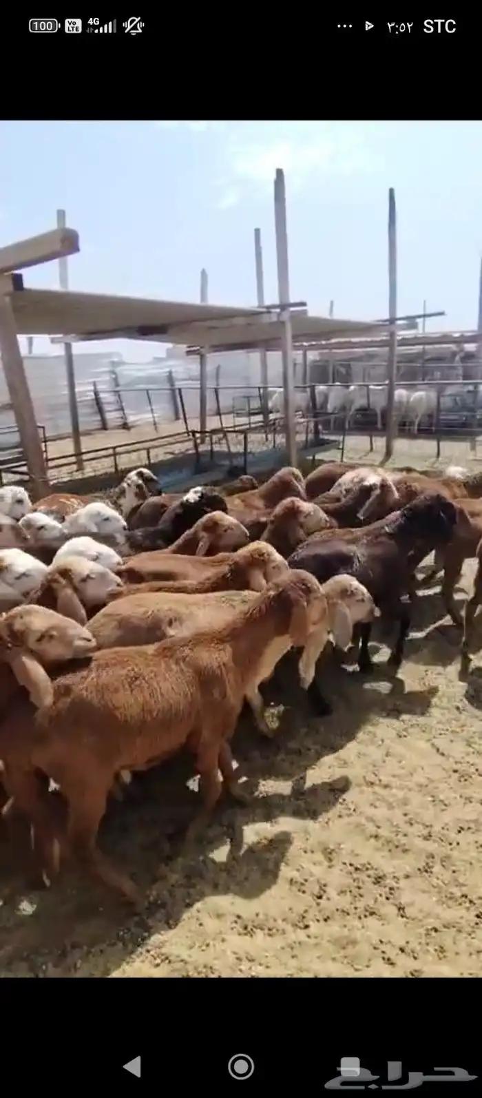 سواكني جذعان للبيع 3
