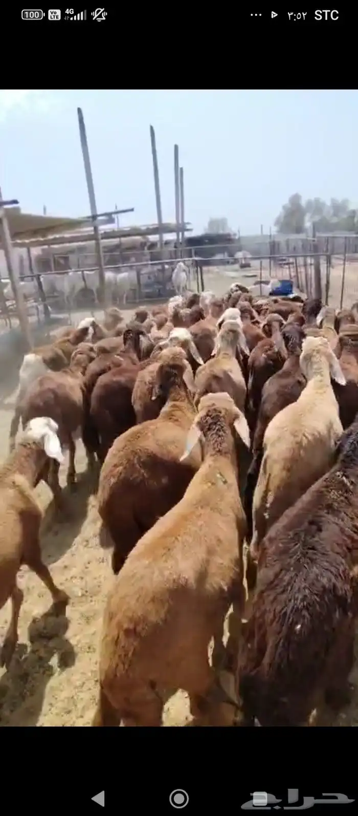 سواكني جذعان للبيع 2