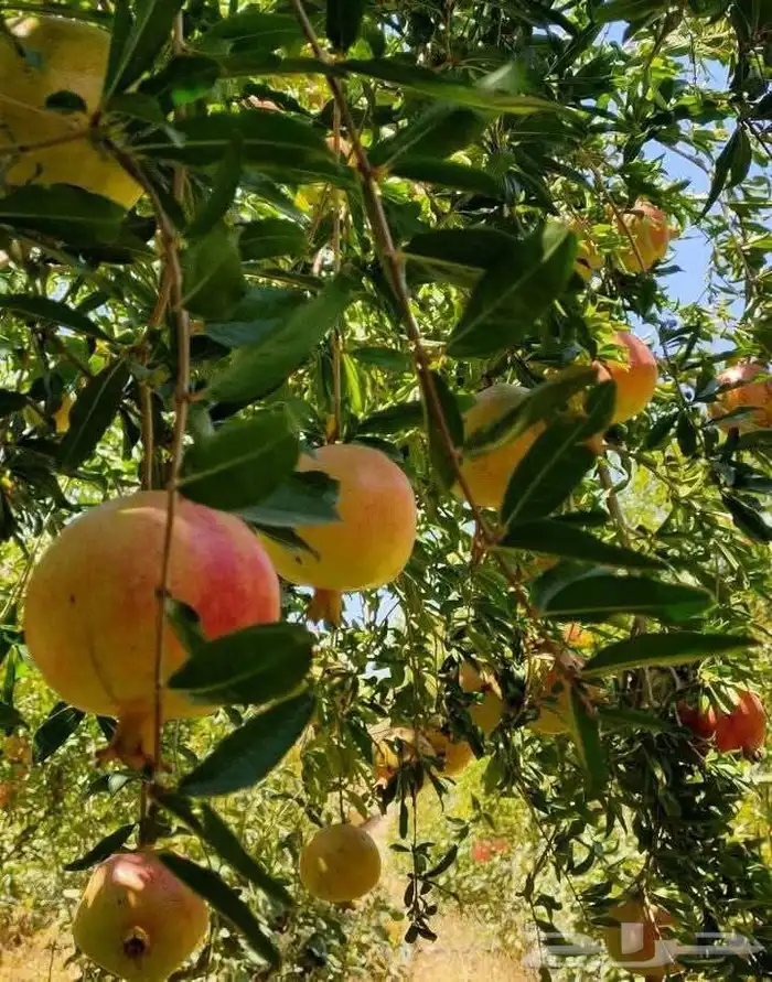 فواكه الطائف 1