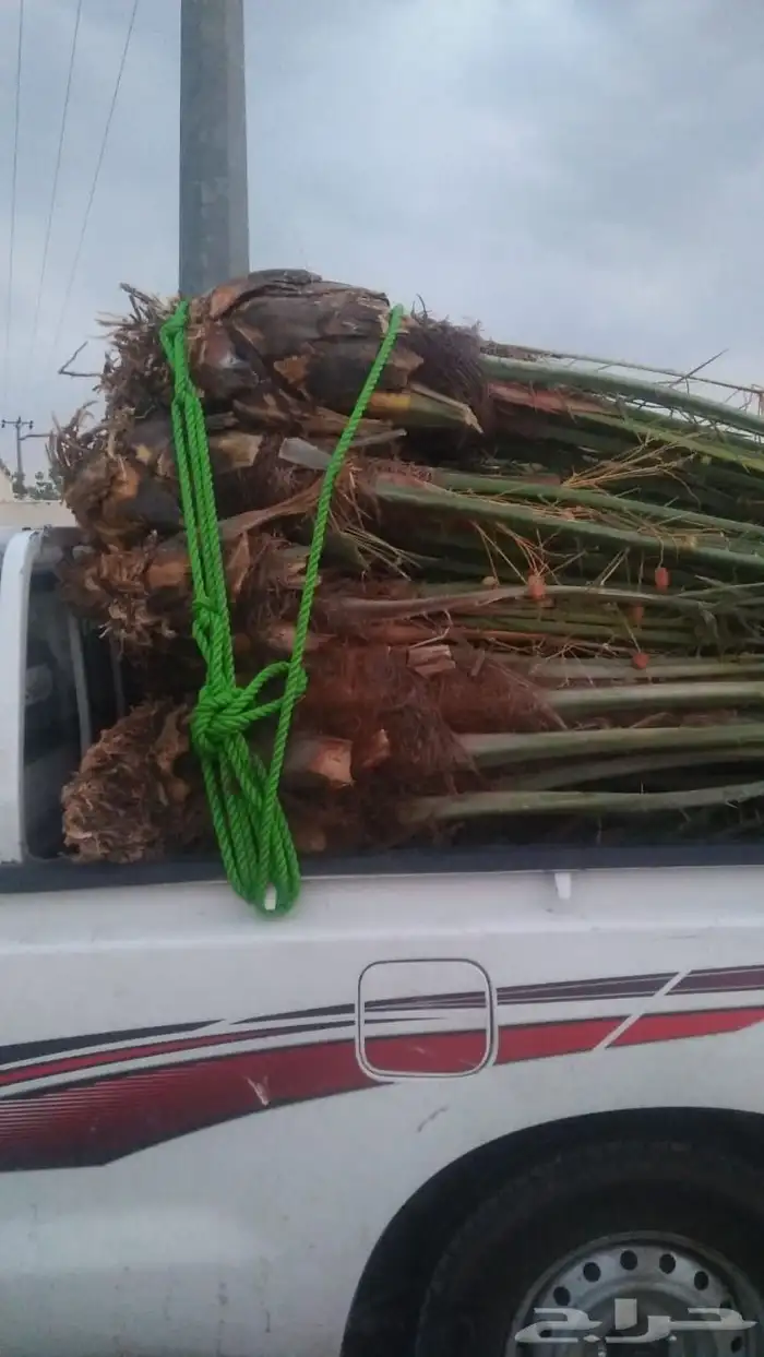 مقول نخل وشبوك مزارعه مستودعات 4