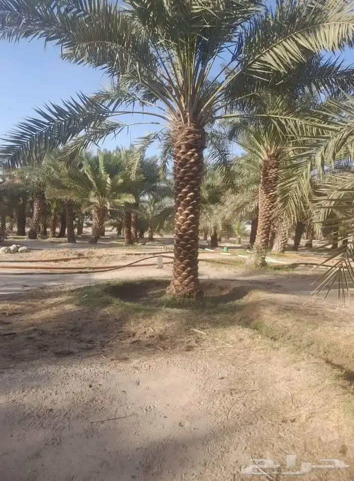 نخيل للبيع جميع الأنواع والمقاسات 6