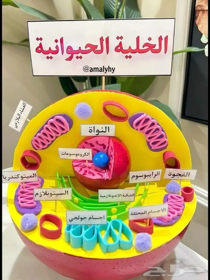 مجسم الخلية الحيوانية 0