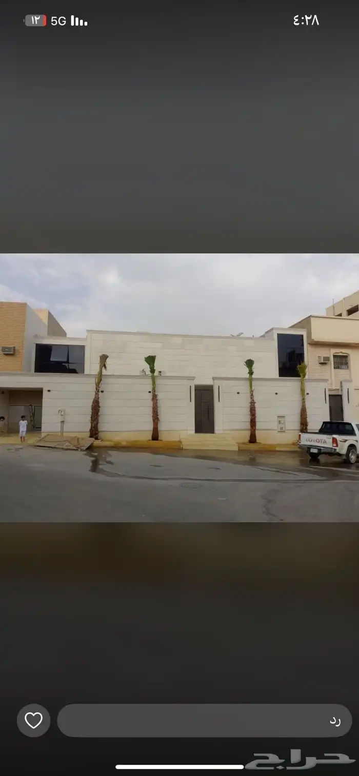 نخل واشنطن زينة 2