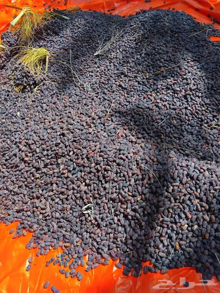 يوجد لدينا عمال صرام ومنقي بلكرتون 4