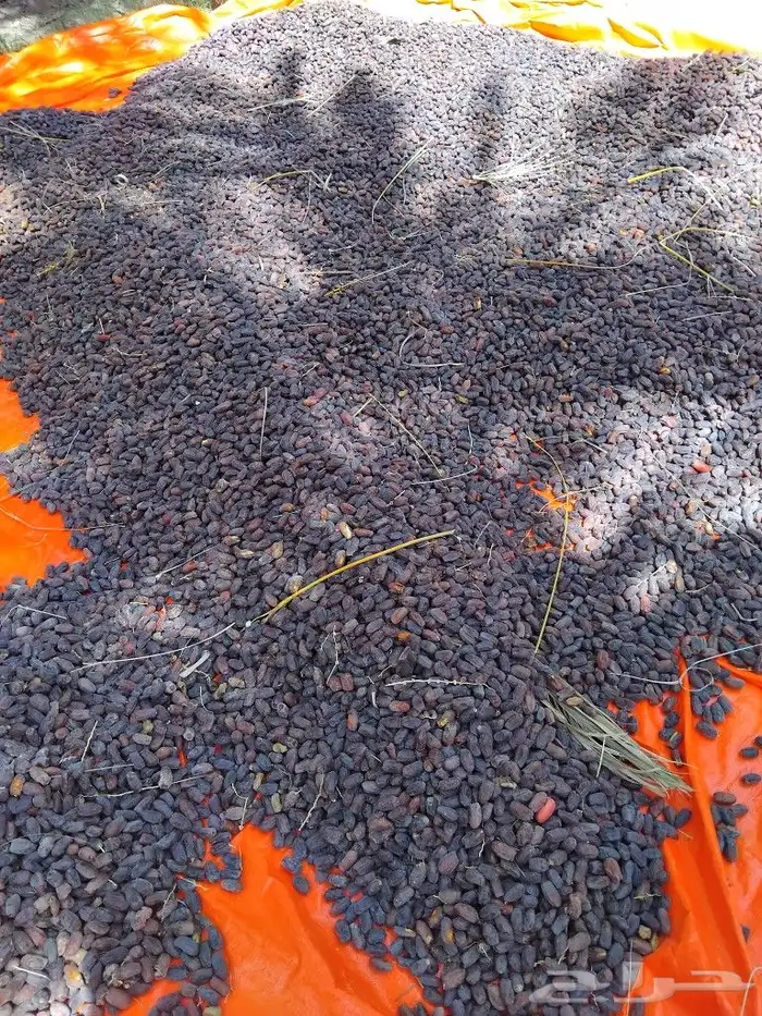 يوجد لدينا عمال صرام ومنقي بلكرتون 2