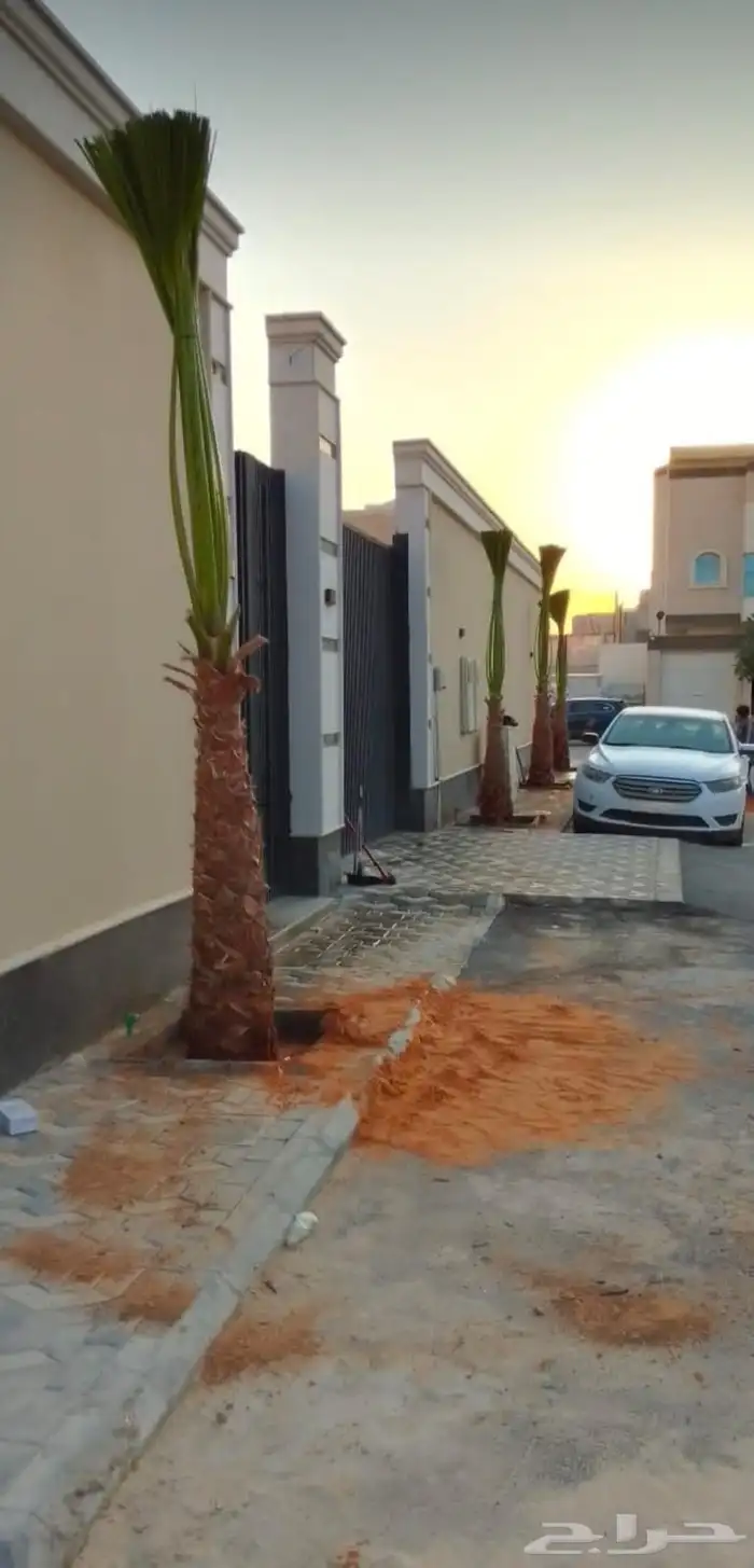 نخيل وشنطني جميع انواع المقاسات 1