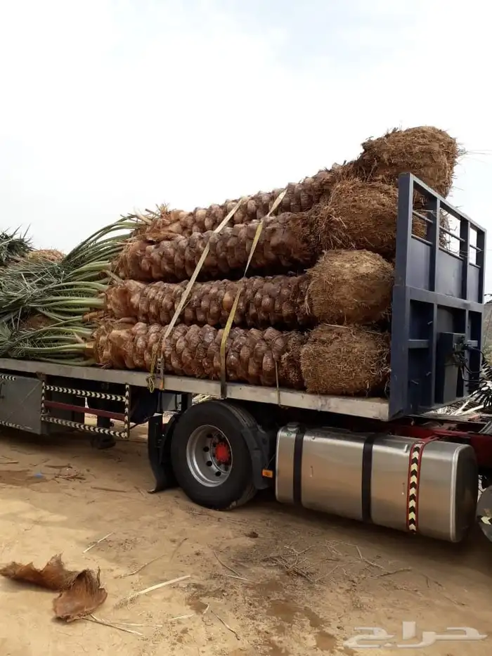 مقول نخل وشبوك مزارعه مستودعات 6