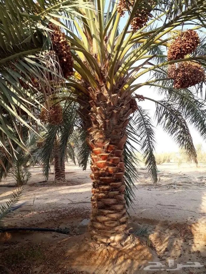 مقول نخل وشبوك مزارعه مستودعات 3