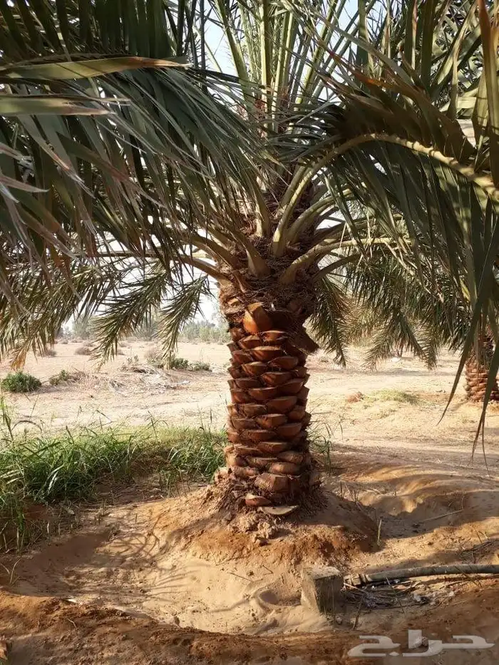 مقول نخل وشبوك مزارعه مستودعات 2