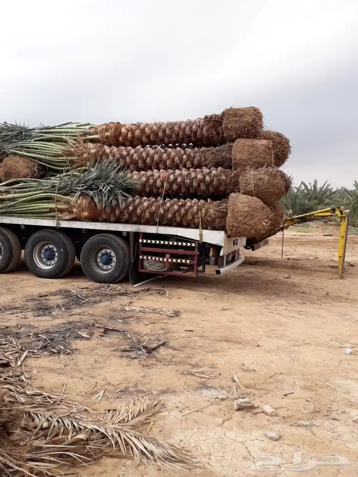 مقول نخل وشبوك مزارعه مستودعات 8