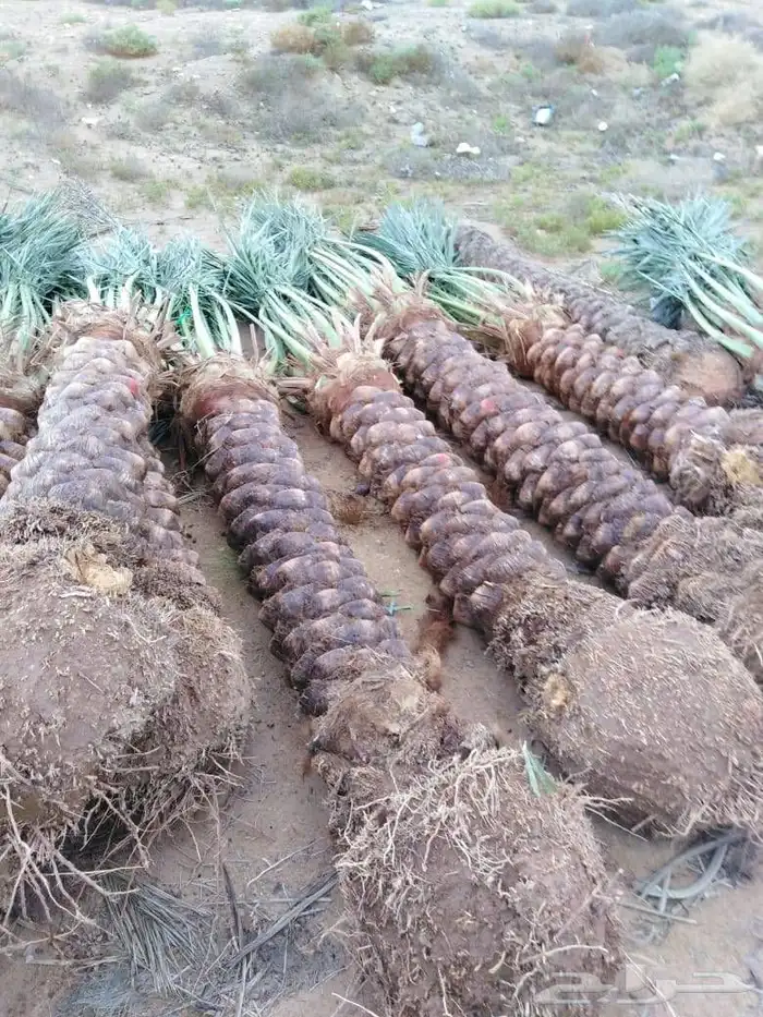 مقول نخل وشبوك مزارعه مستودعات 5