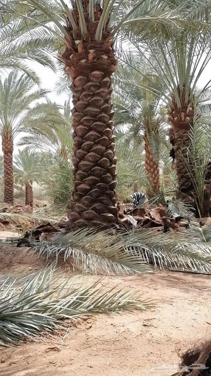 توريد وزراعة نخل عربي وامريكي بجميع الأحجام و الانواع 9