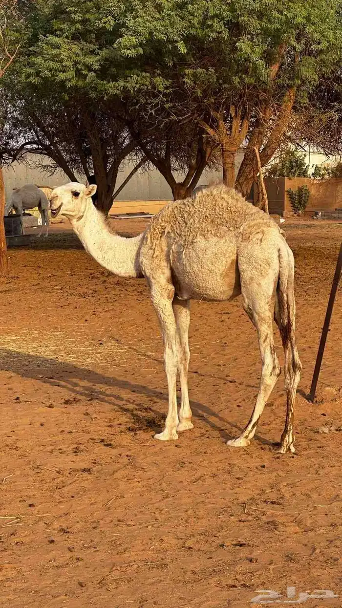 حاشي طيب يهل الطيب 1
