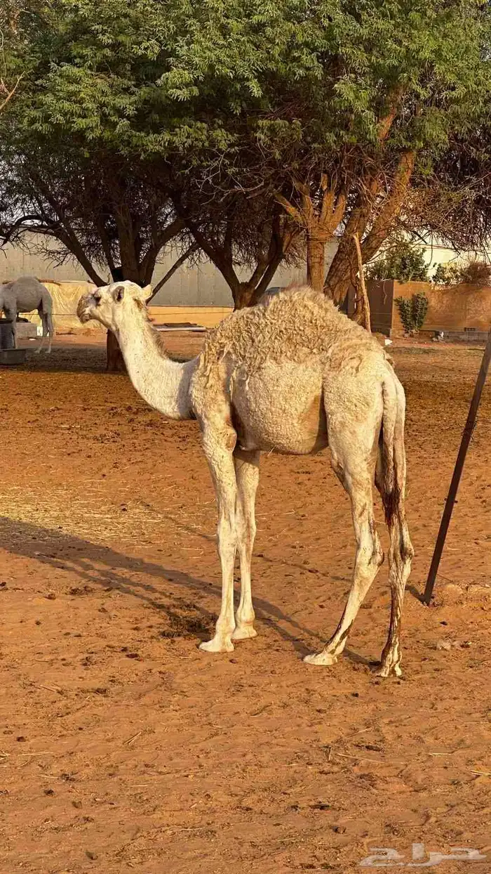حاشي طيب يهل الطيب 0