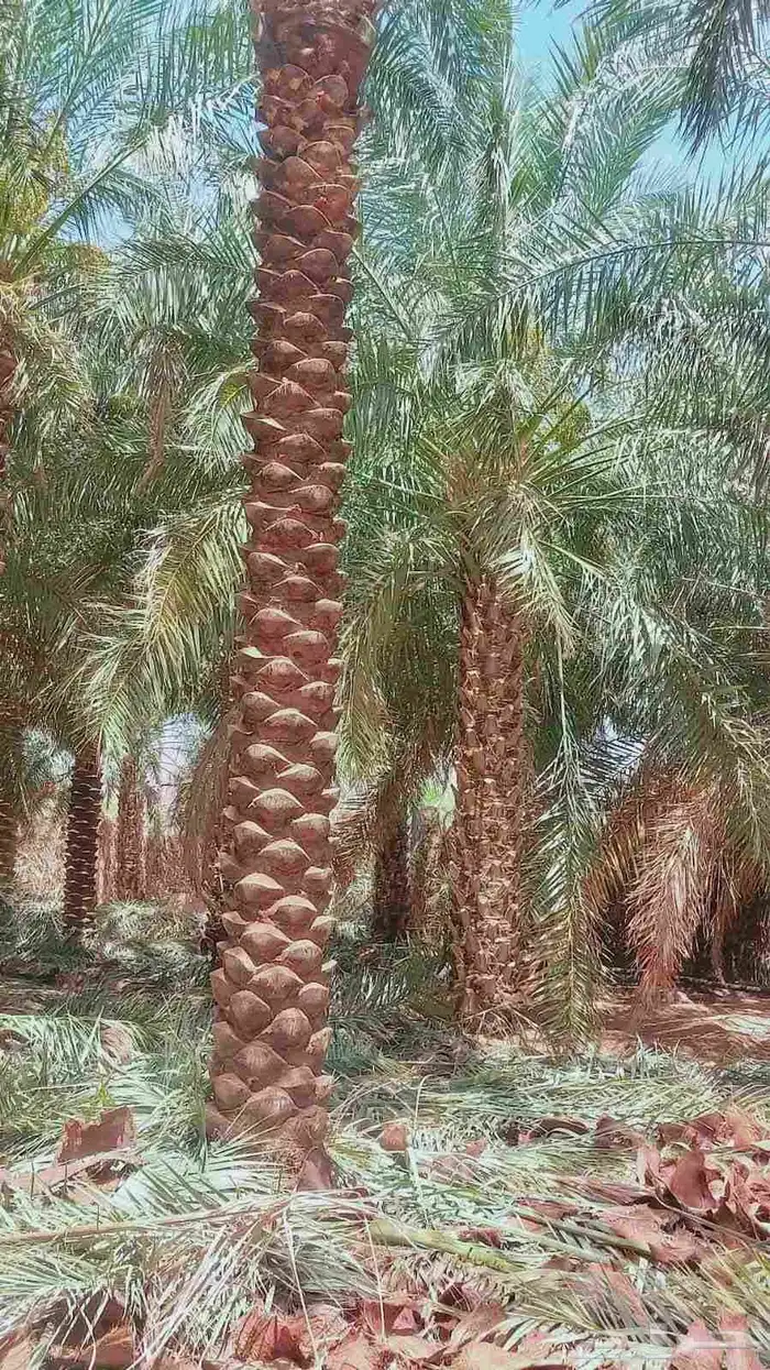 نخيل للبيع جميع الأنواع والمقاسات 3