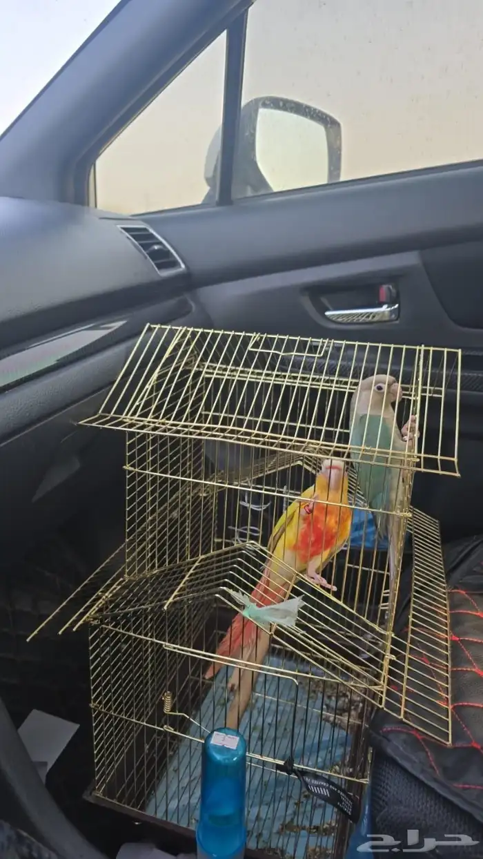 السلام عليكم ي اخوان عندي قفص طيور مسروق ف حي السويس 0