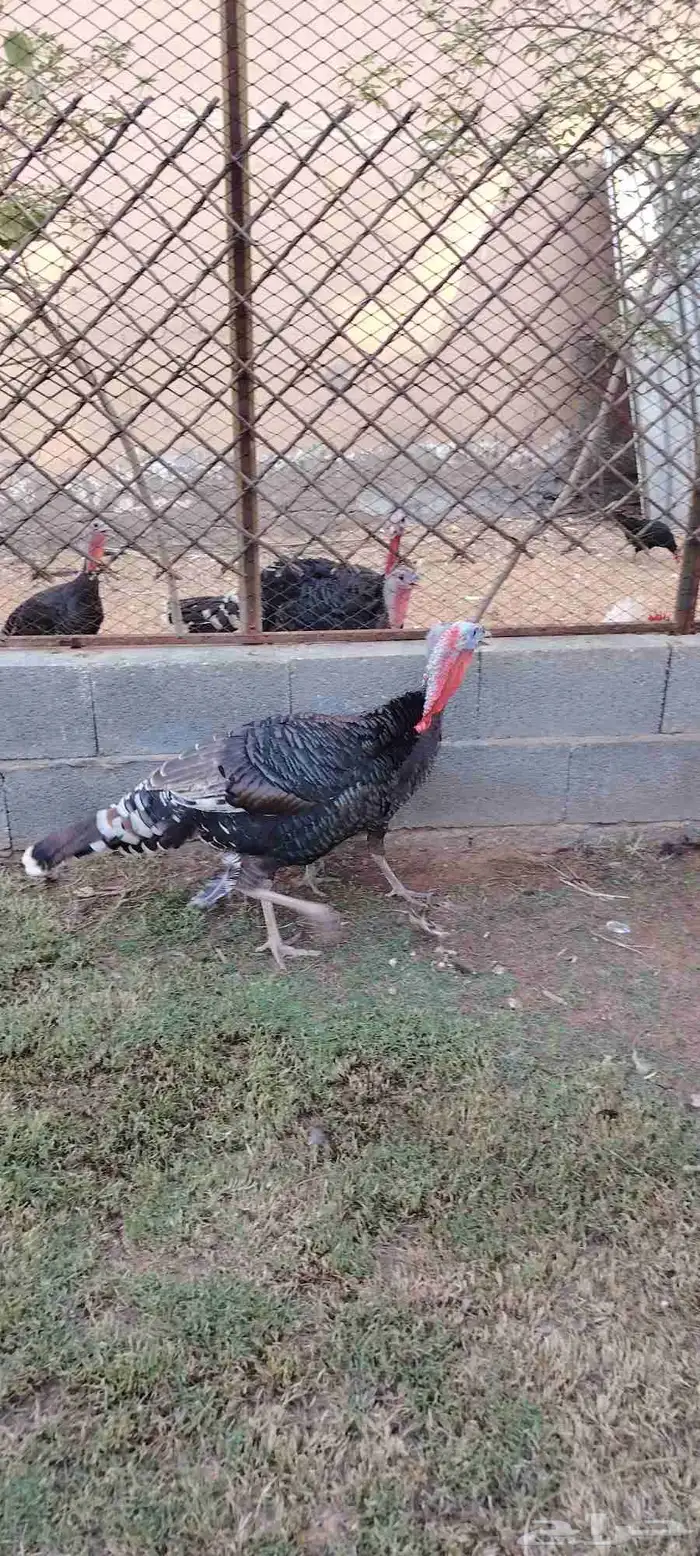 دجاج رومي فاخر للبيع 6