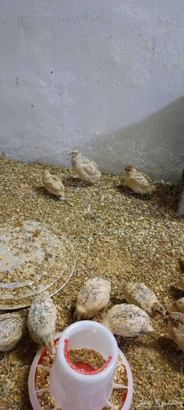 سمان للبيع 1