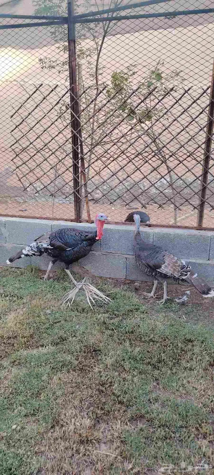 دجاج رومي فاخر للبيع 4